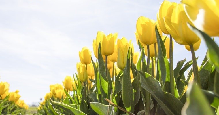Tulipany - wiosna po angielsku