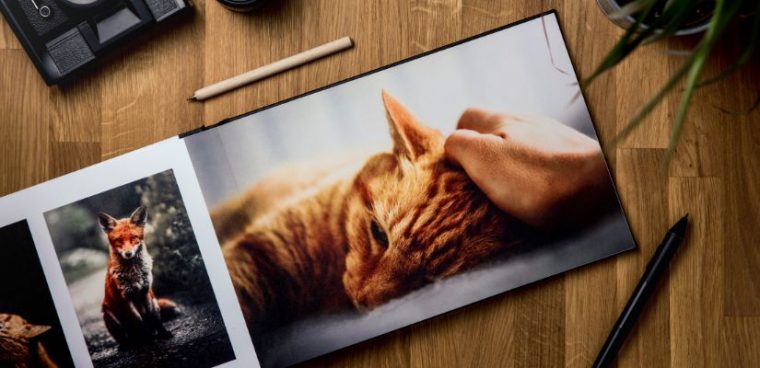 zdjęcia zwierząt w ramkach