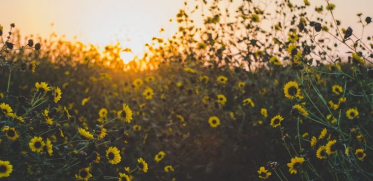 have something done: angielska konstrukcja przydatna na co dzień